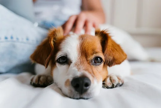 Michaelis Übernachten Tierfreundlich Hund